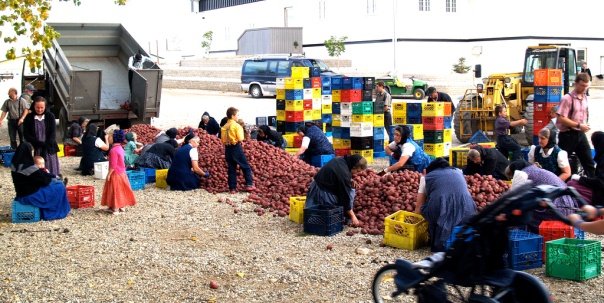 communalpotatoes